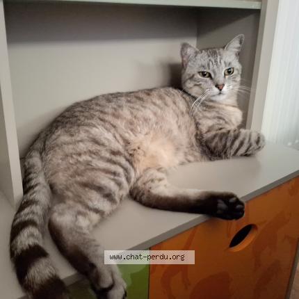 Photo 1/1 Basile Chat perdu à Villenave d ornon