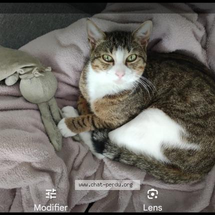 Photo 1/1 Heln Chat perdu à Mions