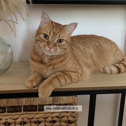 Photo 1/1 Trésor Chat perdu à Preuseville