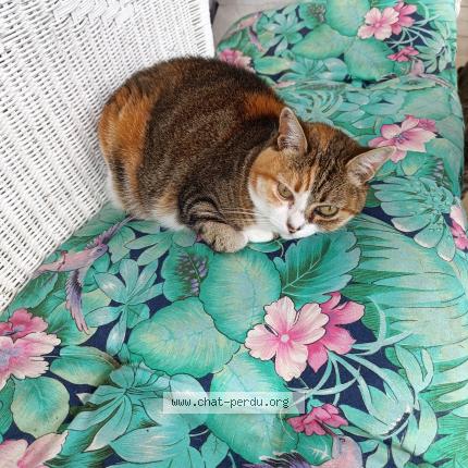 Photo de chat perdu à Forges De Lanouee