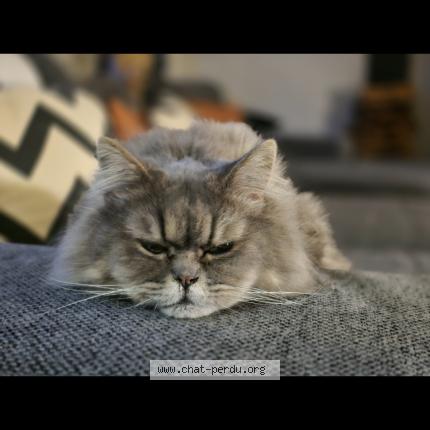 Photo de chat perdu à Wervicq Sud