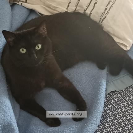 Photo 1/1 Chat retrouvé Perdu à Quetigny
