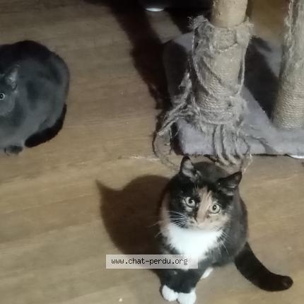 Photo de chat perdu à Reze