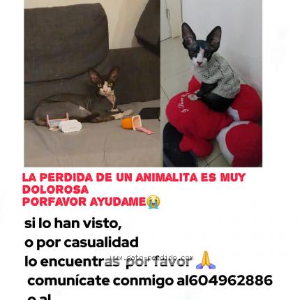 Photo 1/1 Vills Chat perdu à Marquez de vadillo