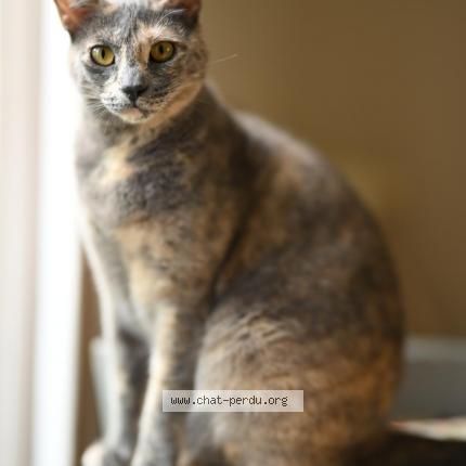 Photo 1/1 Denise Chat perdu à Samois sur seine