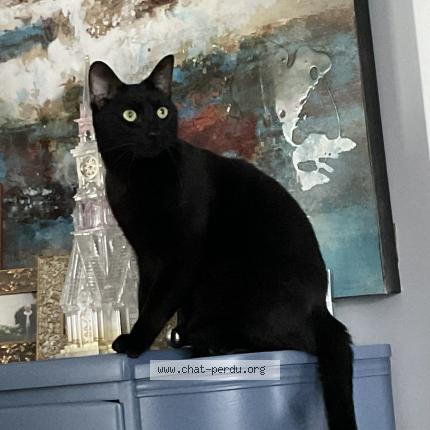 Photo 1/1 Victor dracul Chat perdu à Saint hyacinthe