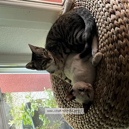 Photo de chat perdu à Nimes