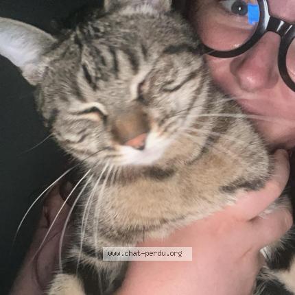Photo de chat perdu à Champs Sur Yonne