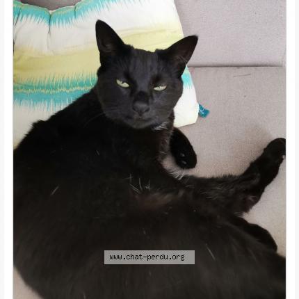 Photo 1/1 CHANEL Chat perdu à Ormeaux