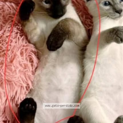 Photo 1/1 Mino Chat perdu à Guatemala