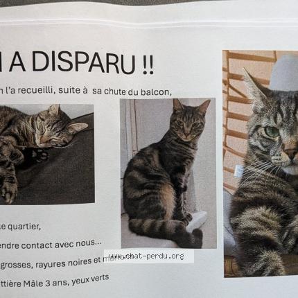 Photo 1/1 Chat retrouvé Perdu à Tours