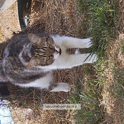 Photo 1/1 Chat retrouvé Perdu à Pluneret