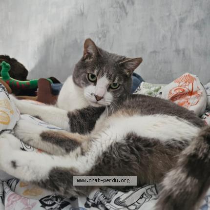 Photo 1/1 Tacos Chat perdu à Chevry