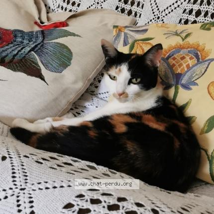 Photo 1/1 Chat retrouvé Perdu à Geilles