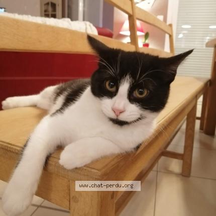 Photo 1/1 Felixie Chat perdu à Les ventes