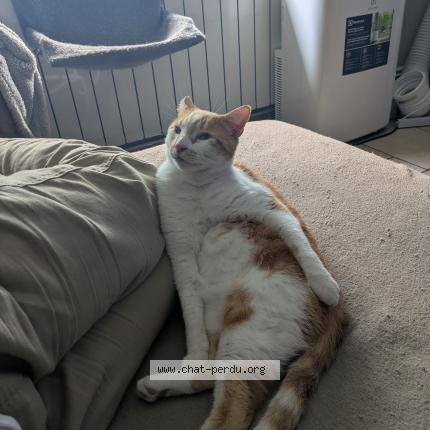 880427 Tiago chat perdu à BILLERE - Chat Perdu France