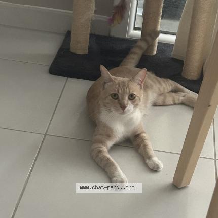 Photo 1/1 Chat trouvé Trouvé à Montpellier