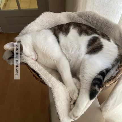 Photo 1/5 Romeo Chat perdu à Versailles