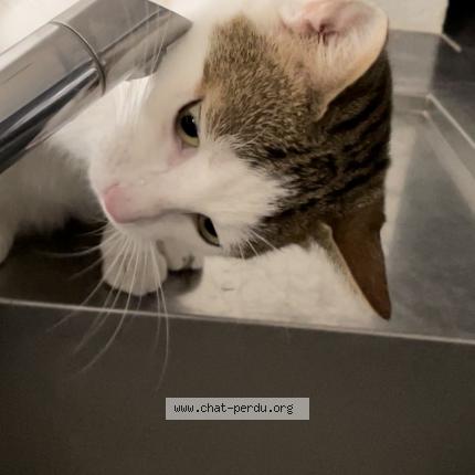 Photo 3/5 Romeo Chat perdu à Versailles