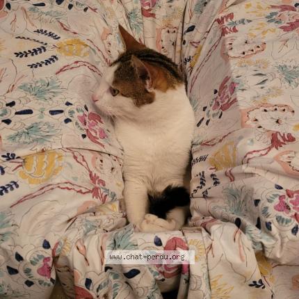 Photo 4/5 Romeo Chat perdu à Versailles