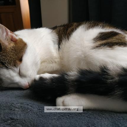 Photo 5/5 Romeo Chat perdu à Versailles