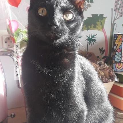 Photo de chat perdu à Aurillac
