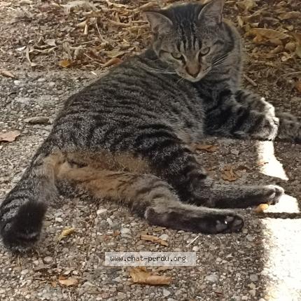 Photo 1/1 Chat retrouvé Perdu à Troyes