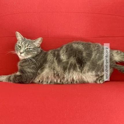 Photo de chat perdu à La Rochette
