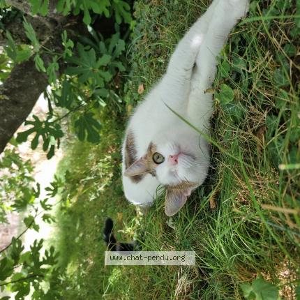 Photo 1/1 Chat retrouvé Perdu à Le puy notre dame
