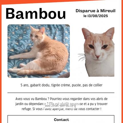 Photo de chat perdu à La Rochelle