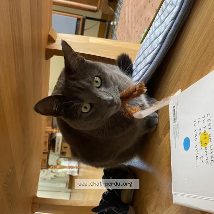 Photo 1/1 Chat retrouvé Perdu à Toulouse