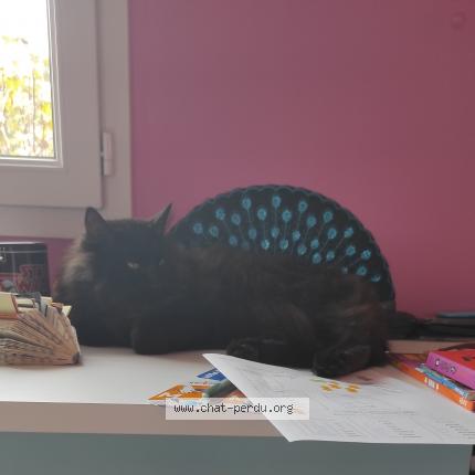 Photo de chat perdu à Larressore