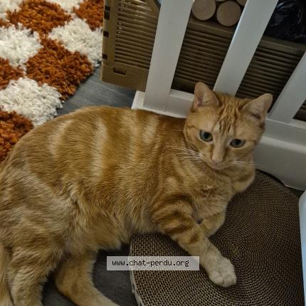 Photo de chat perdu à Valloire Sur Cisse