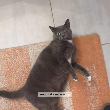 Photo de chat perdu à Chamalieres