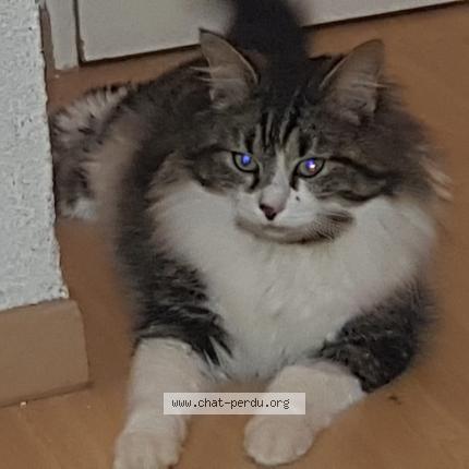 Photo 1/1 Chat retrouvé Perdu à Saint Junien Les Combes