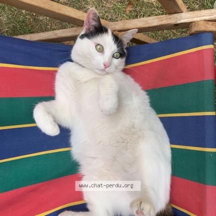 Photo 1/1 Therese Chat perdu à La flotte en re