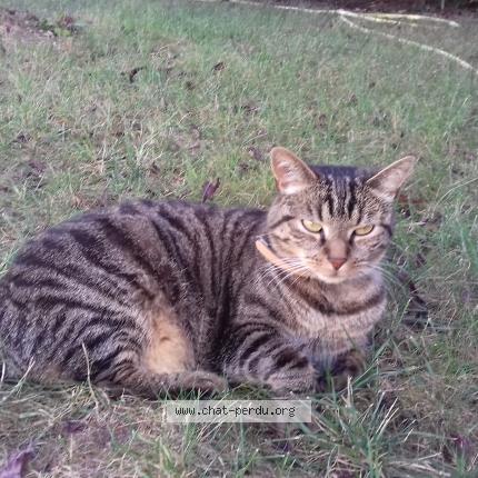 Photo 1/1 Chat retrouvé Perdu à Treclun