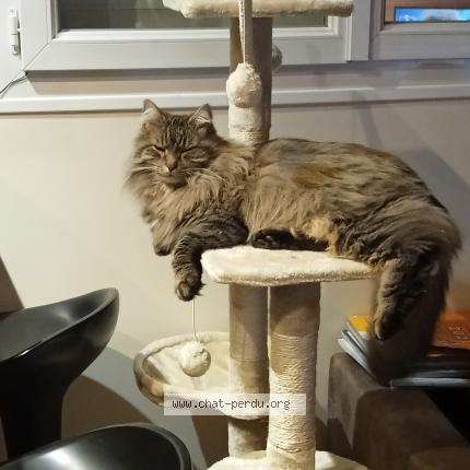 Photo de chat perdu à Chaveroche