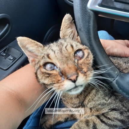 Photo de chat perdu à Saint Martin D Oney