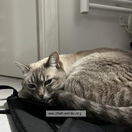 Photo de chat perdu à Lingolsheim