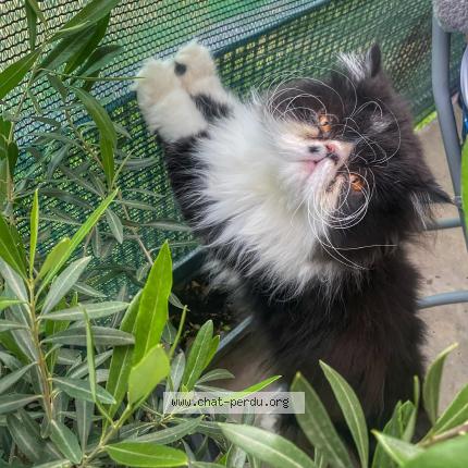 Photo 1/1 Chat retrouvé Perdu à Cournon D Auvergne
