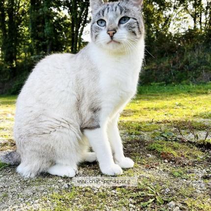 Photo 1/1 Nigdouille Chat perdu à Derval