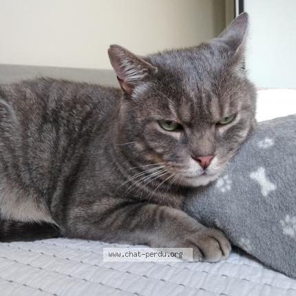 Photo de chat perdu à La Rochette