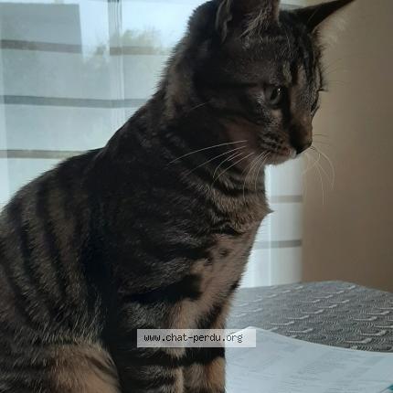 Photo 1/1 Chat retrouvé Perdu à Cintre