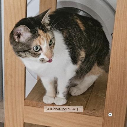 Photo de chat perdu à Grez Neuville