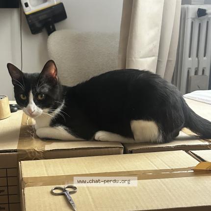 Photo 2/2 Chat retrouvé Perdu à Paris