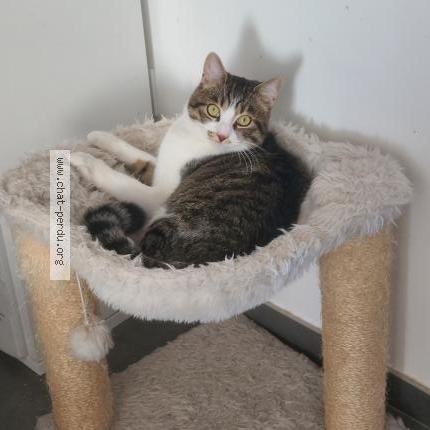 Photo 1/1 Milou Chat perdu à Agudelle