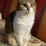 Photo de chat perdu à Yvre L Eveque Bener