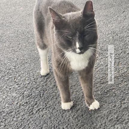 Photo 1/1 Chat trouvé Trouvé à Newburgh