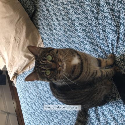 Photo de chat perdu à La Tranche Sur Mer